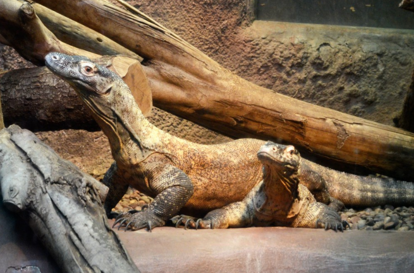 Aquarium Reptile Complex: A Dive into the World of Reptiles