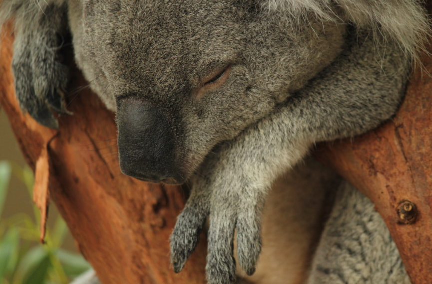 Koala Knockabout: A Glimpse into Australia