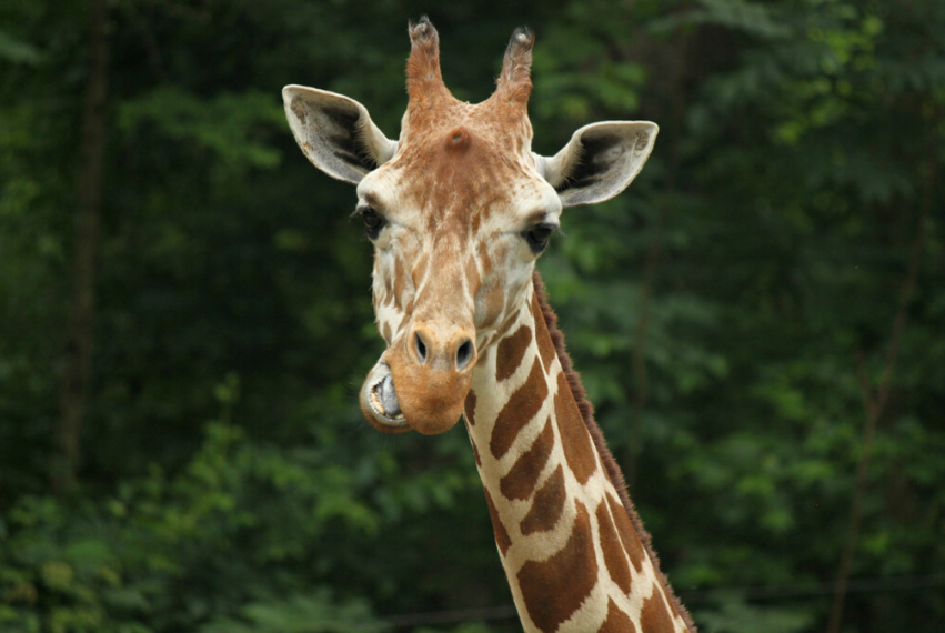 Giraffe Feeding